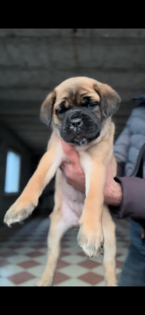 Cane corso