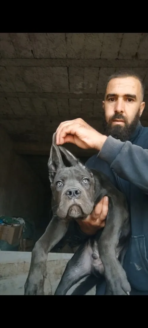 Cane Corso 