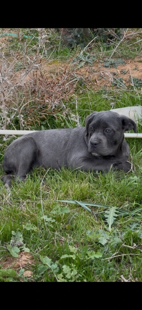 Cane corso