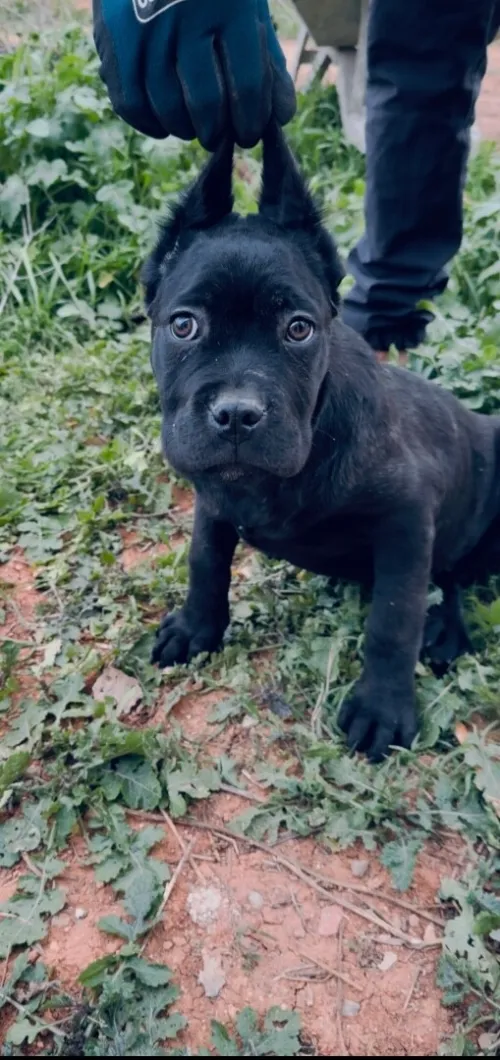 Cane corso