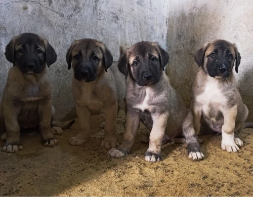 Femelle kangal