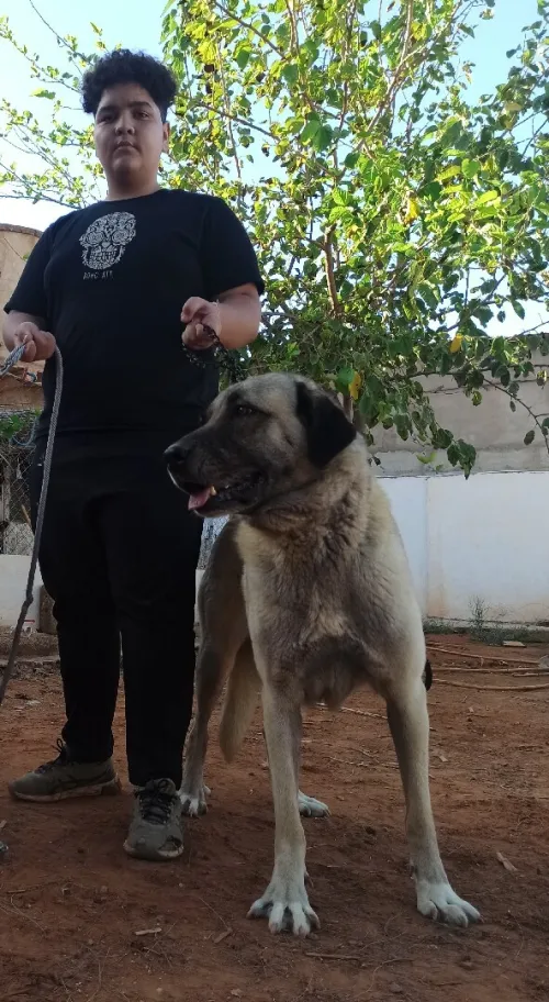 Femelle kangal