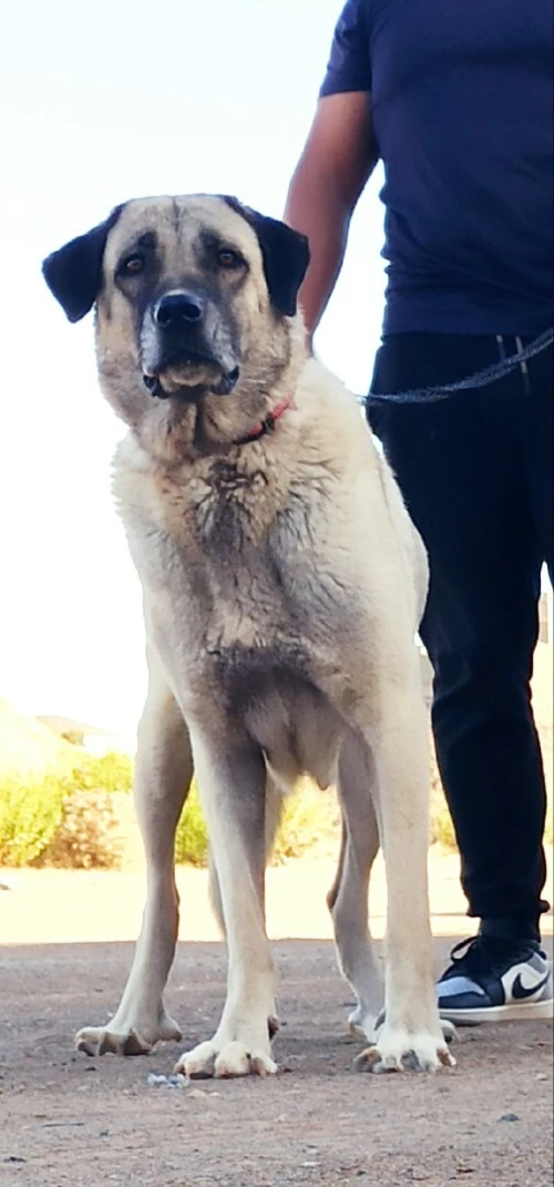 Femelle kangal
