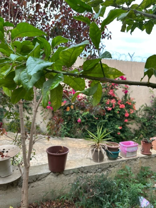 Vente Villa Alger Bouzareah