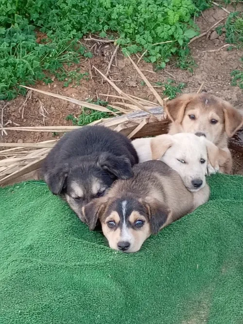 Chien à adoprer