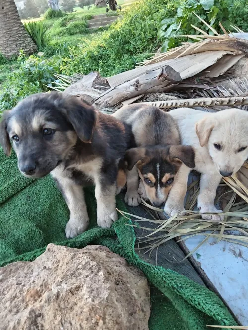 Chiots à adopter