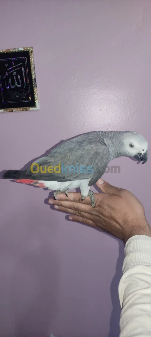 Gaboni bébé 