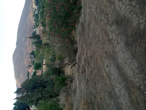Vente Terrain Aïn Defla Miliana