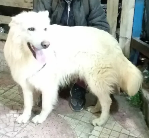 Berger blanc suisse 