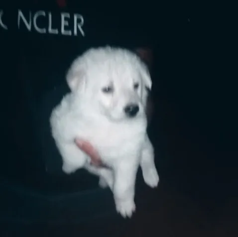 Berger blanc suisse 