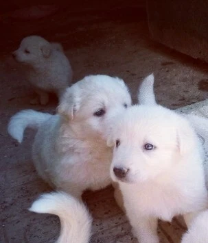 Berger blanc suisse 