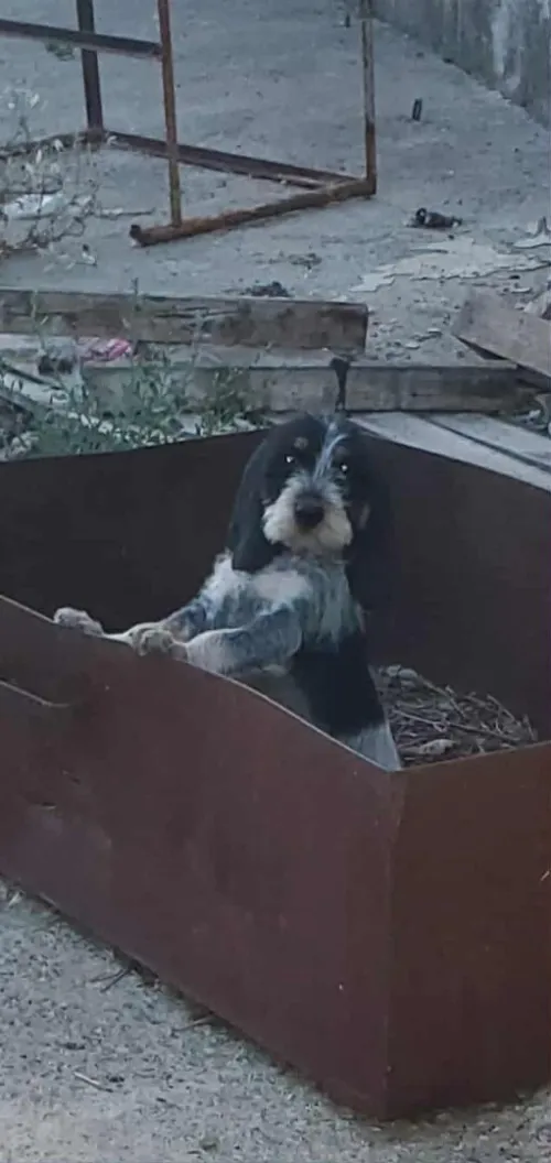 Chien de chasse griffon bleu de Gascogne 