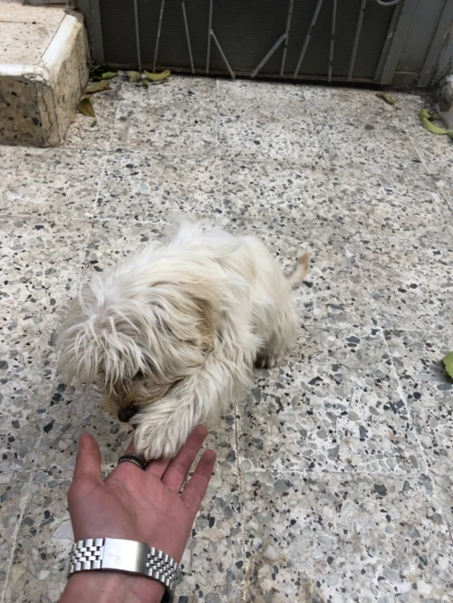 Une femelle caniche à vendre