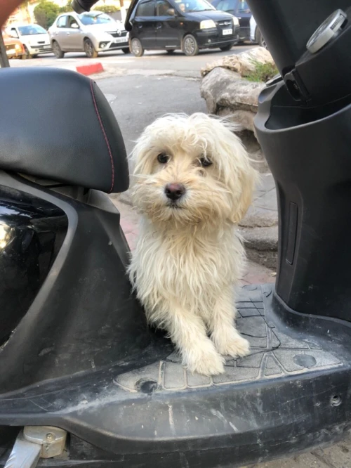 Une femelle caniche à vendre