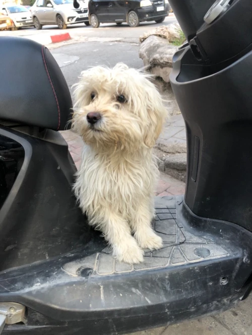 Une femelle caniche à vendre