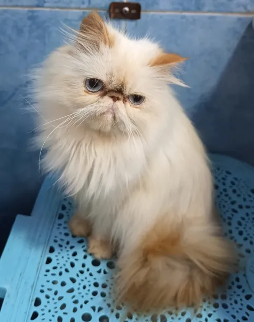 chat persan 