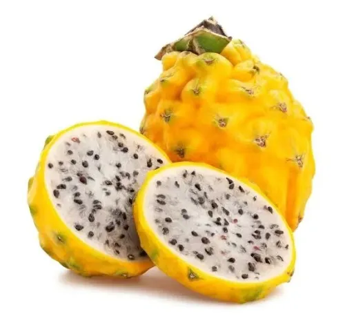 arbre avocatier  et dautre fruit tropical et exotique