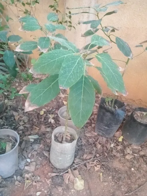 arbre avocatier  et dautre fruit tropical et exotique
