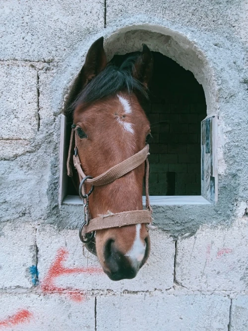 مهرة