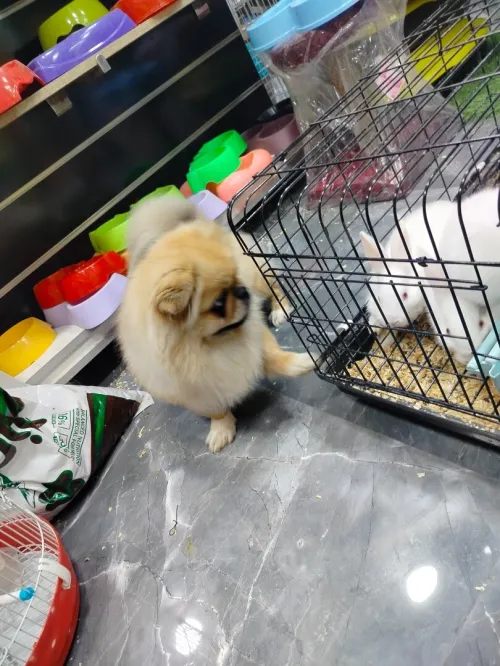 Pekinois mal