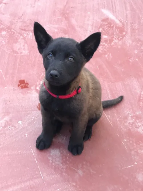 Malinois 