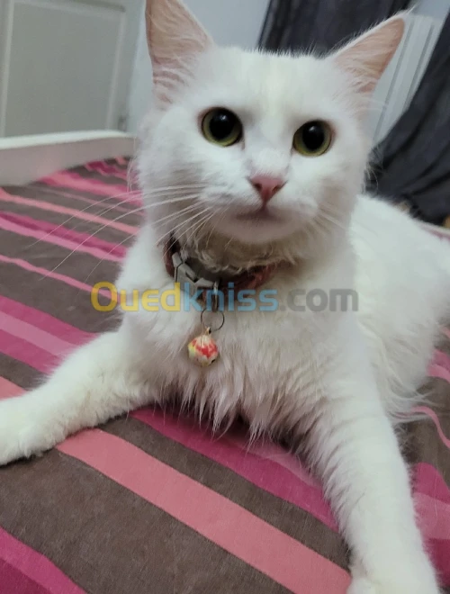 Chat angora