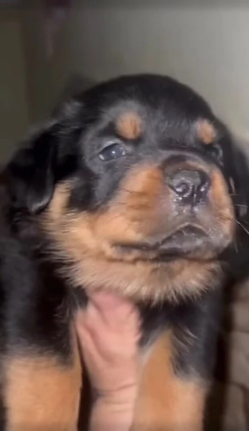 Chiot rottweiller