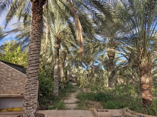 Vente Terrain Agricole Ouled Djellal Sidi Khaled