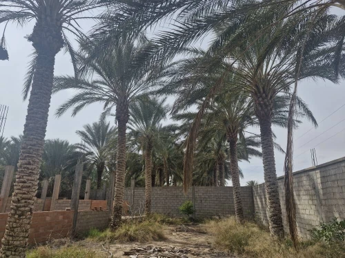 Vente Terrain Agricole Ouled Djellal Sidi Khaled