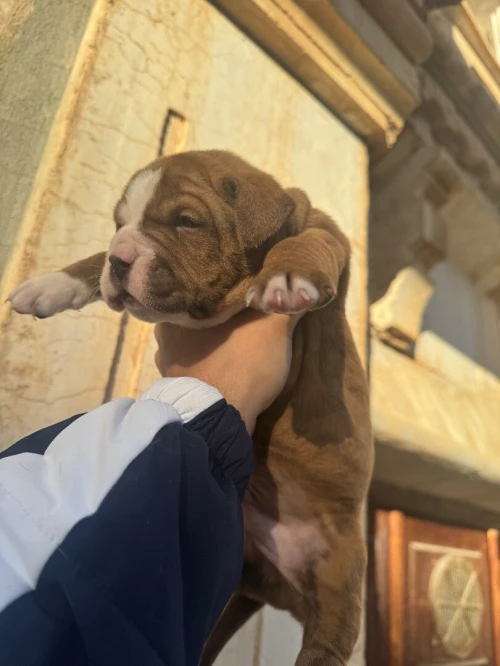 CHIOTS Américan Bully catégorie XL