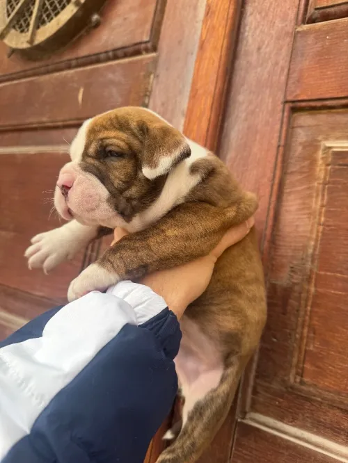 CHIOTS Américan Bully catégorie XL