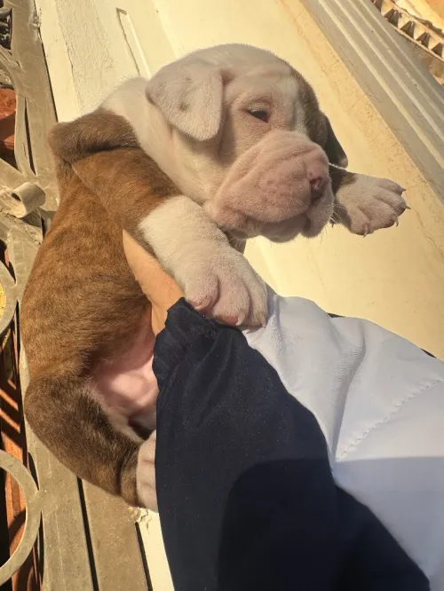 CHIOTS Américan Bully catégorie XL