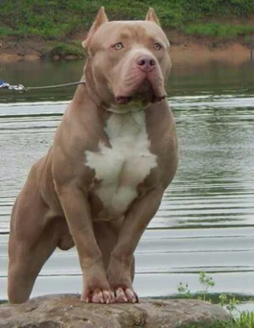 Chiot bully américain XL