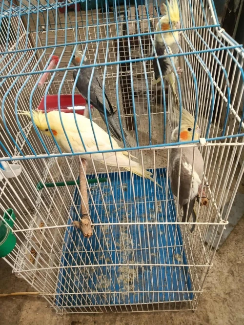 4 oiseaux (calopsitte)