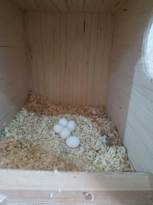4 oiseaux (calopsitte)