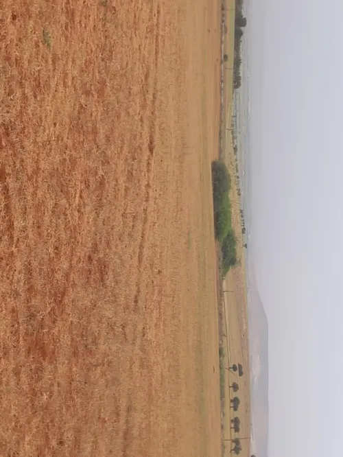 Vente Terrain Agricole Mascara El keurt