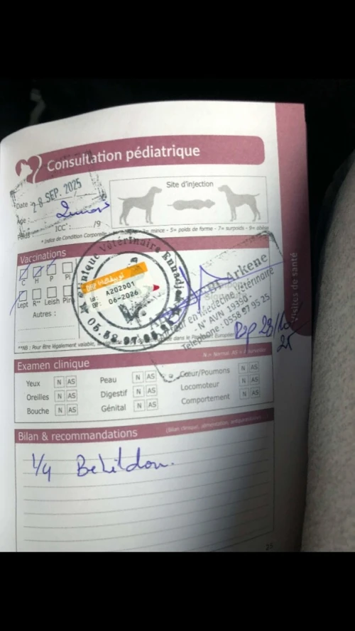 Chiot Spitz allemand mal