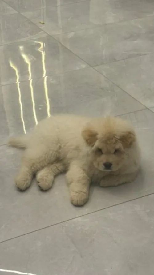 Chow-chow 2 mois pure race 