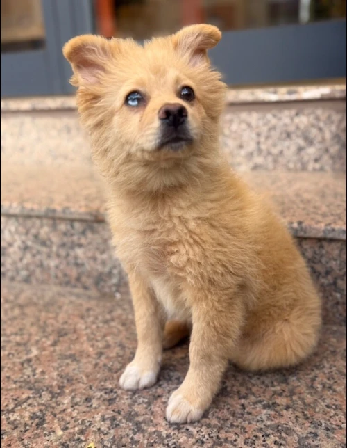 Chiot Spitz allemand mal