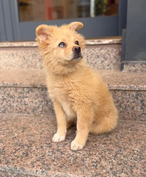 Spitz allemand 4mois