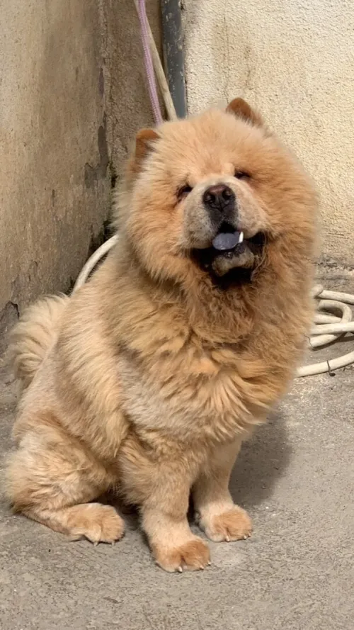 Mal chowchow Pure race