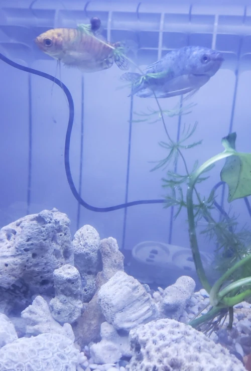 Gourami bleu + jaune