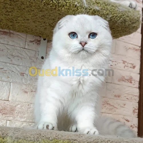 Scottish fold et british 