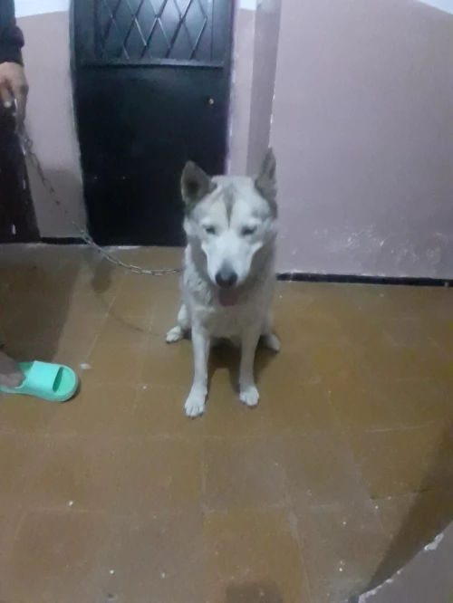 Chien husky