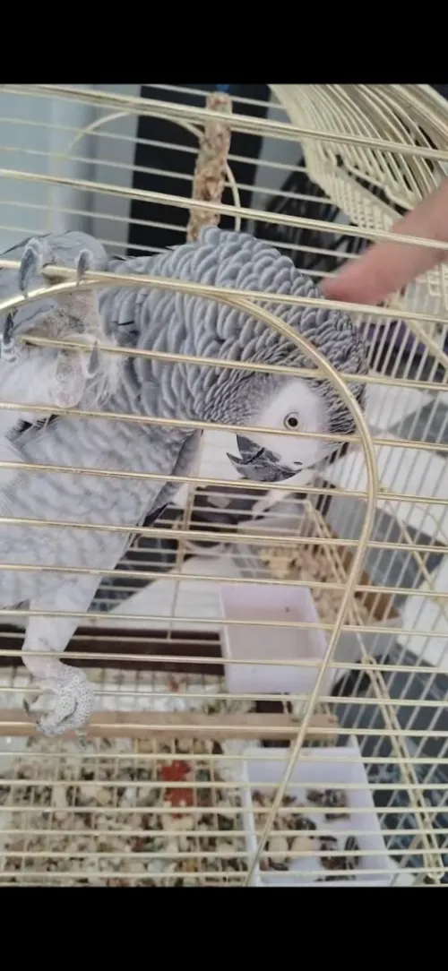 Perroquet Gris du Gabon / Gabonais