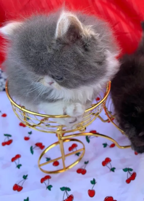 Chat pecky face