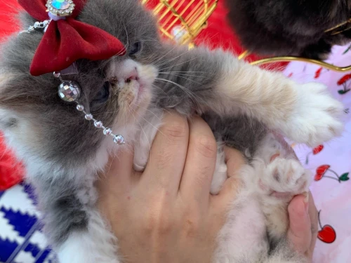 Chaton femelle 