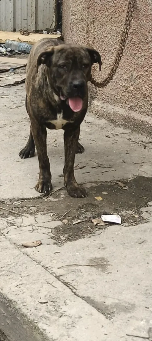 Top Femelle cane corso