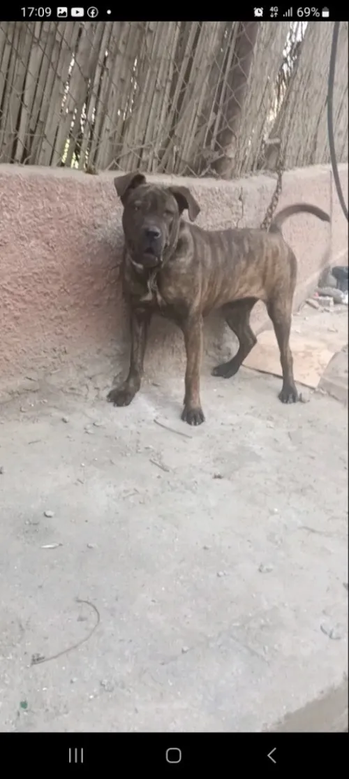 Top Femelle cane corso