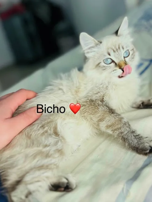 Bicho 3 mois pure rasse Siamois